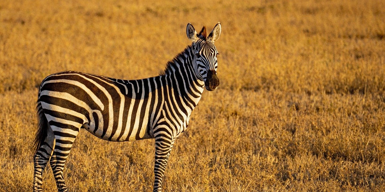 1 Day Arusha National Park Safari