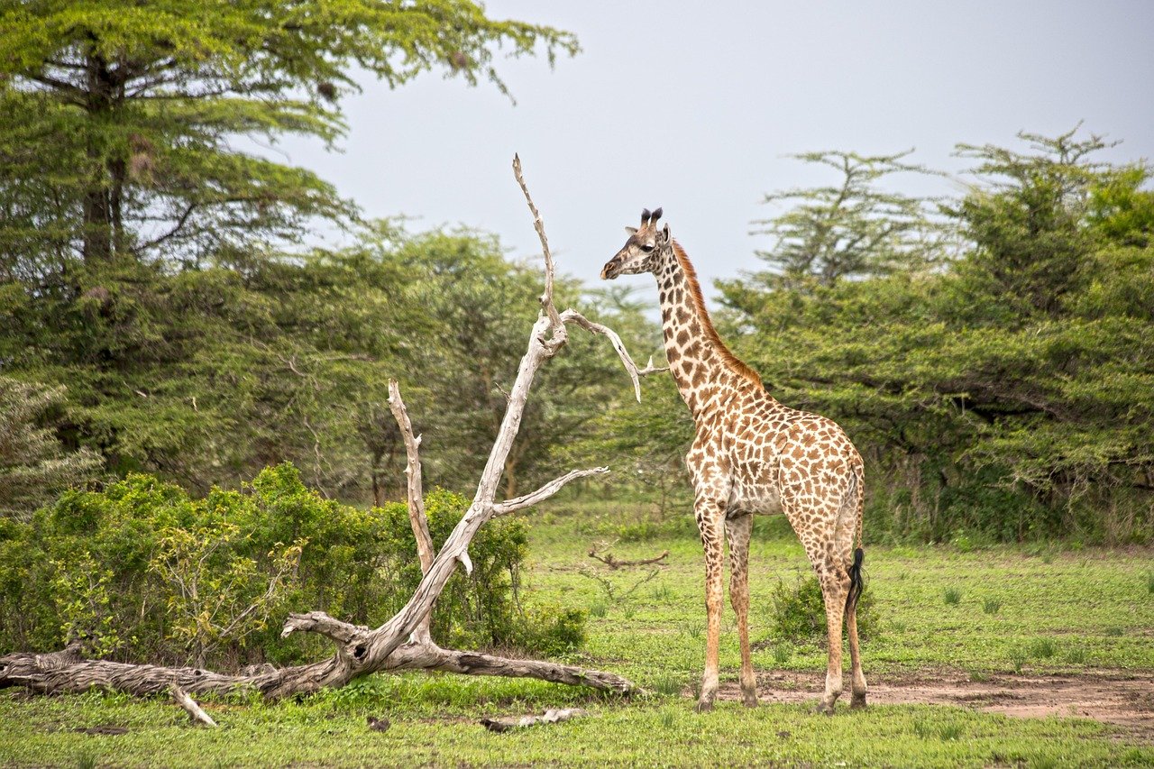 1 Day Lake Manyara Safari