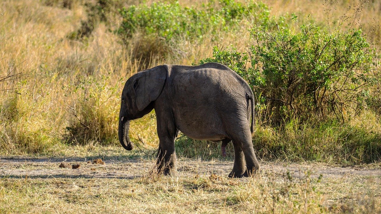 1 Day Ngorongoro Crater Safari