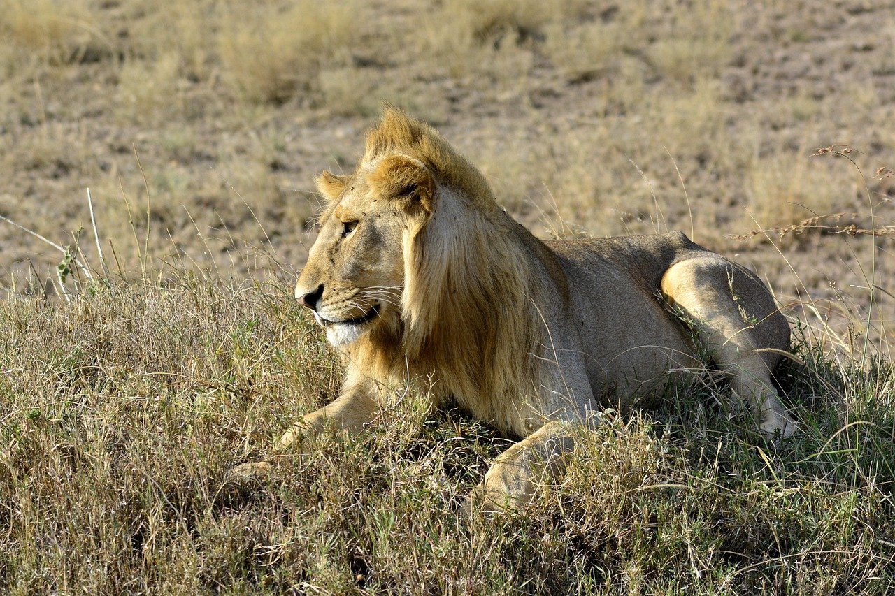 3 Days Serengeti and Ngorongoro Safari