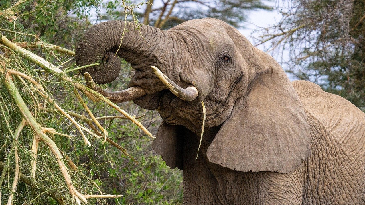 1 Day Tarangire Safari from Arusha