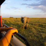 4 Days Tanzania Private Safari: An Unforgettable Wildlife Experience