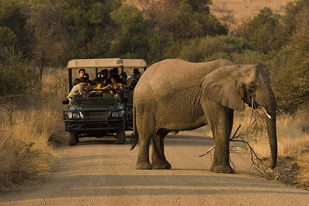 tanzania safaris
