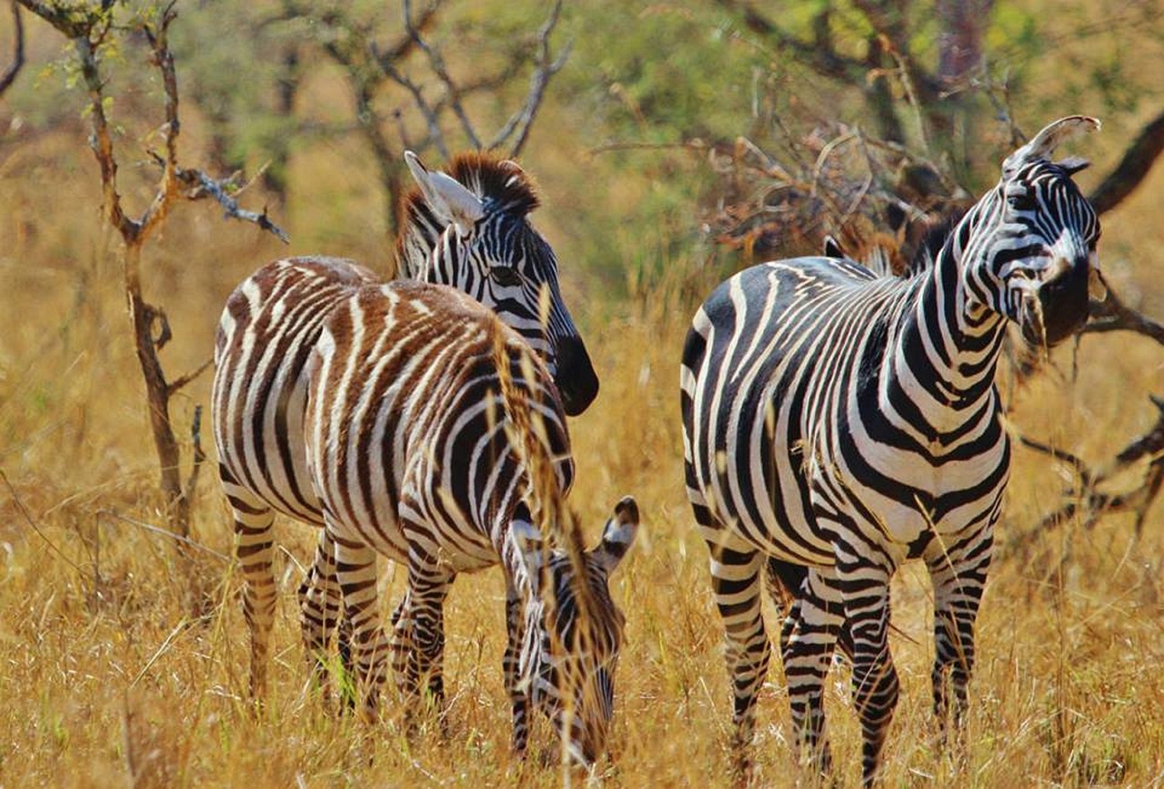 4 Days Tanzania Luxury Safari